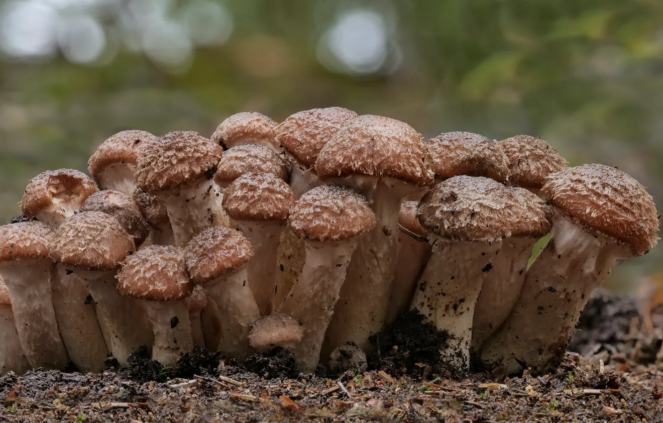 Photo wallpaper autumn, mushrooms, mushrooms, Beat Buetikofer