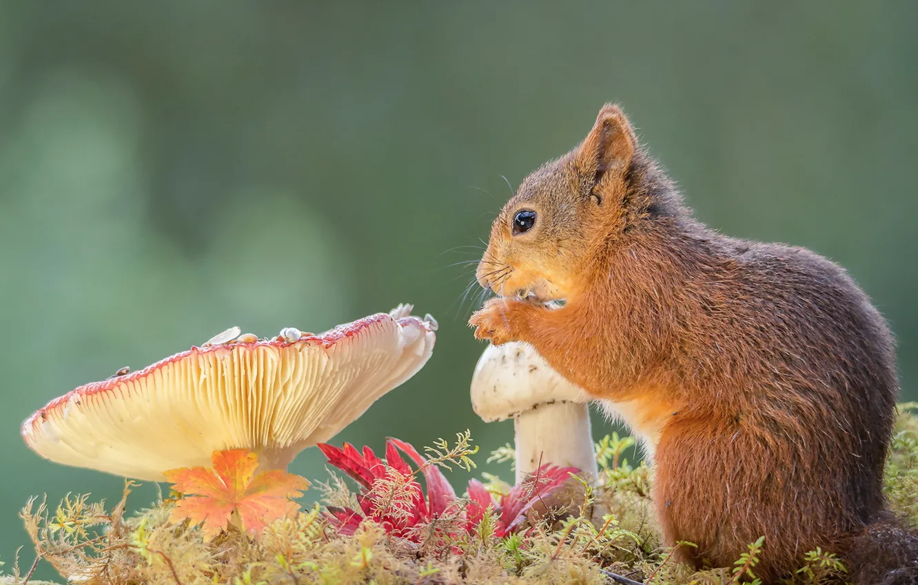 Photo wallpaper nature, mushrooms, protein