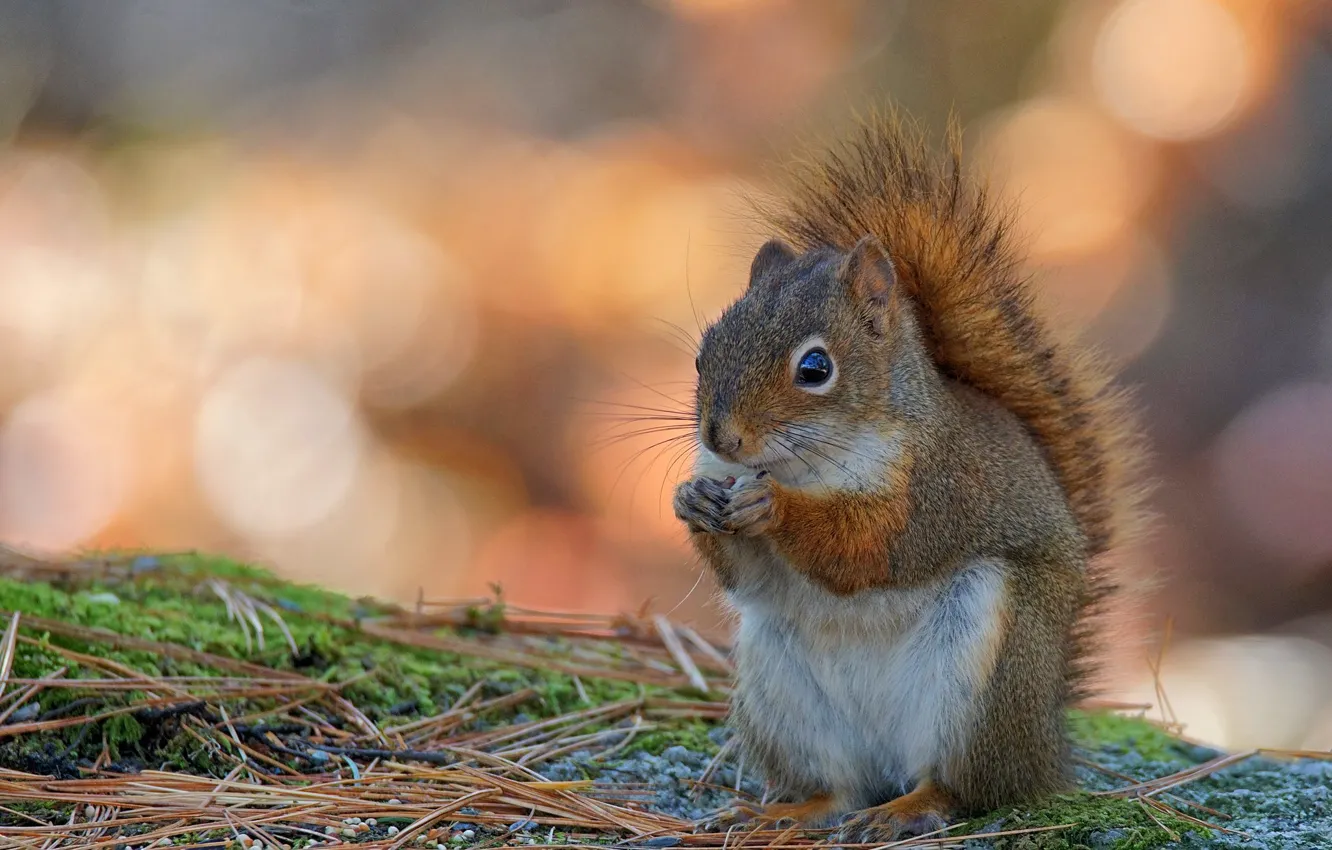 Photo wallpaper needles, protein, bokeh, rodent, pet