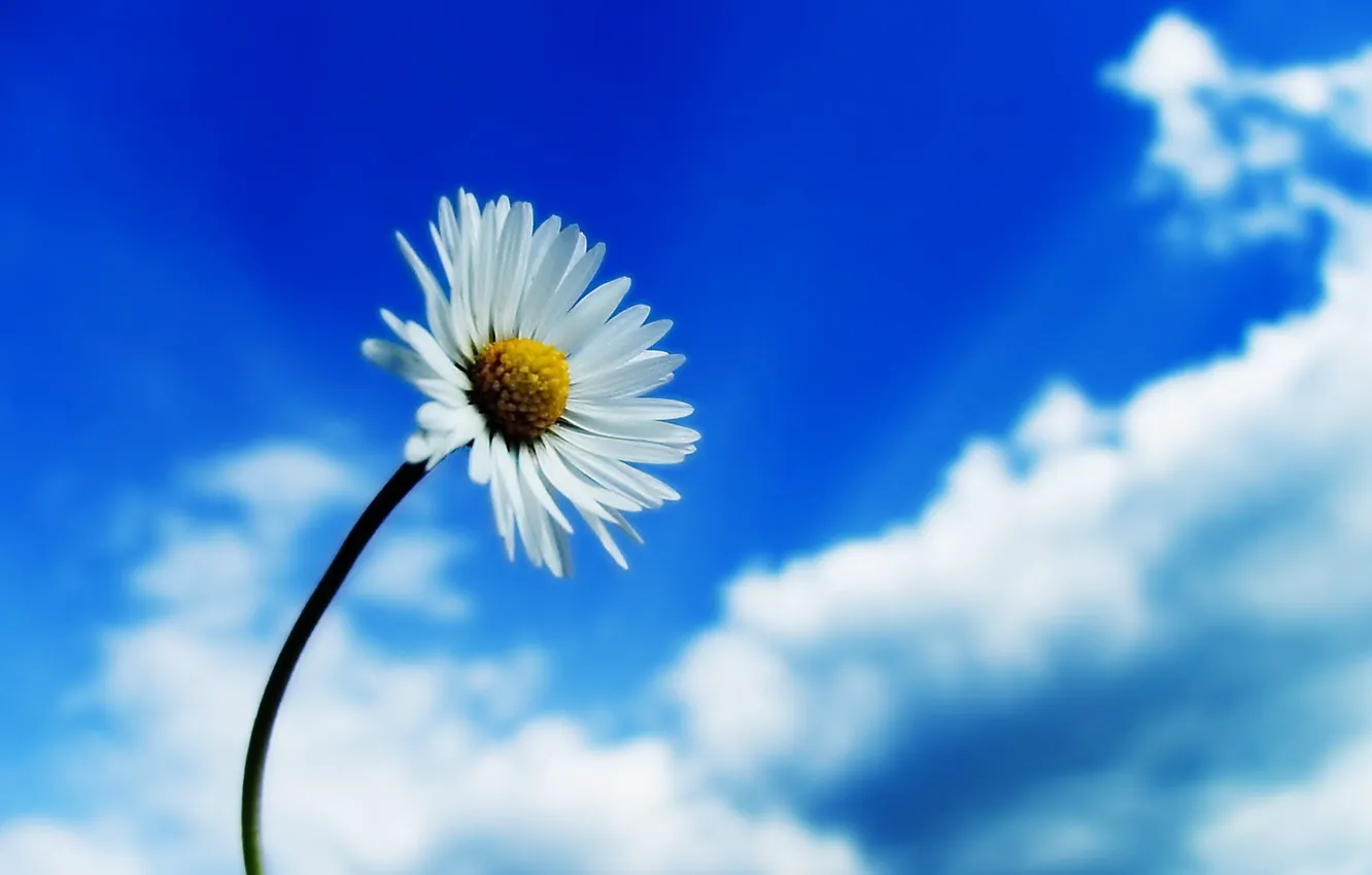Photo wallpaper the sky, flowers, chamomile