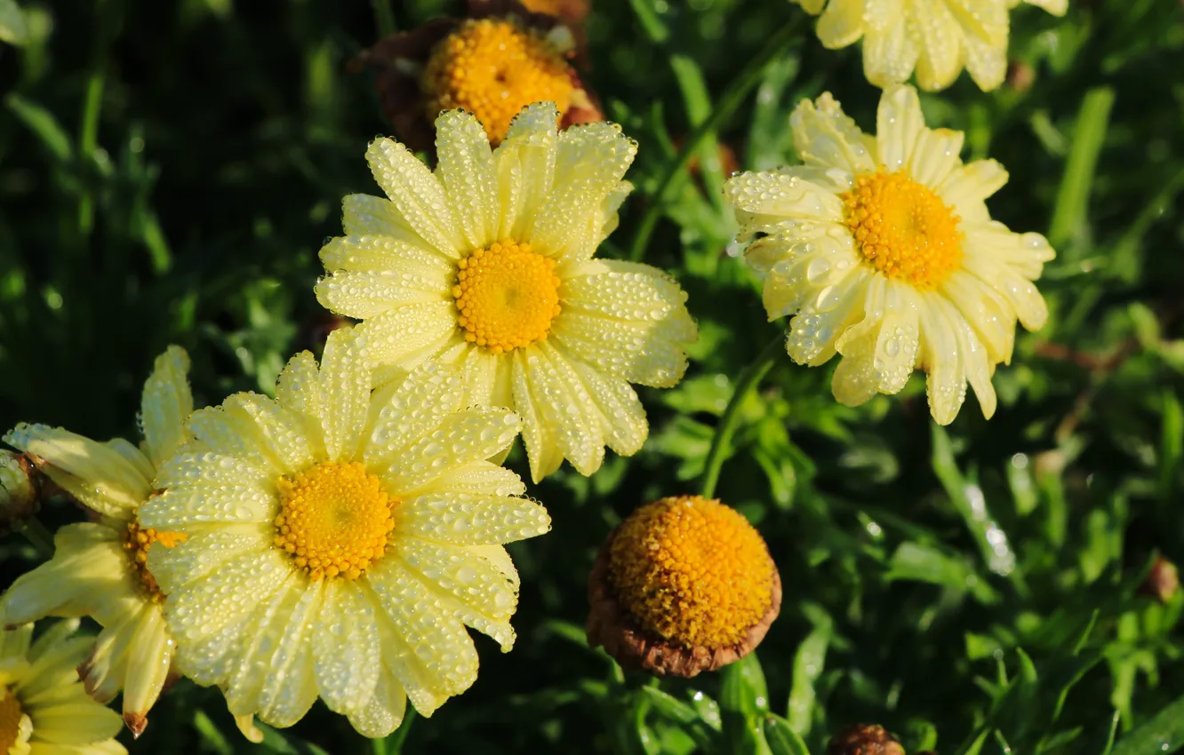 Photo wallpaper flower, yellow, garden, blooming