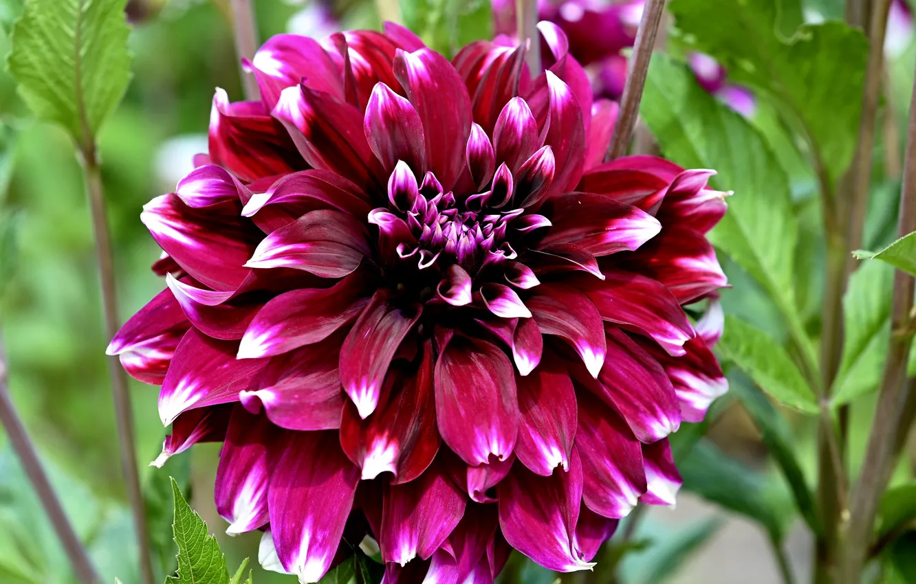 Photo wallpaper macro, dahlias, motley