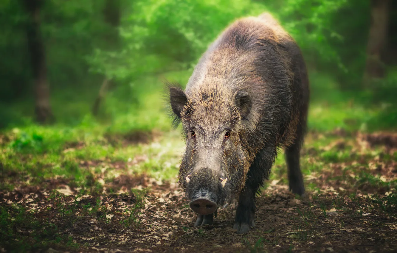 Photo wallpaper look, face, nature, boar, face
