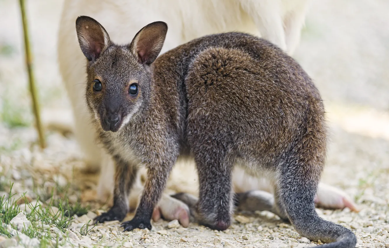 Photo wallpaper kangaroo, cub, walabi