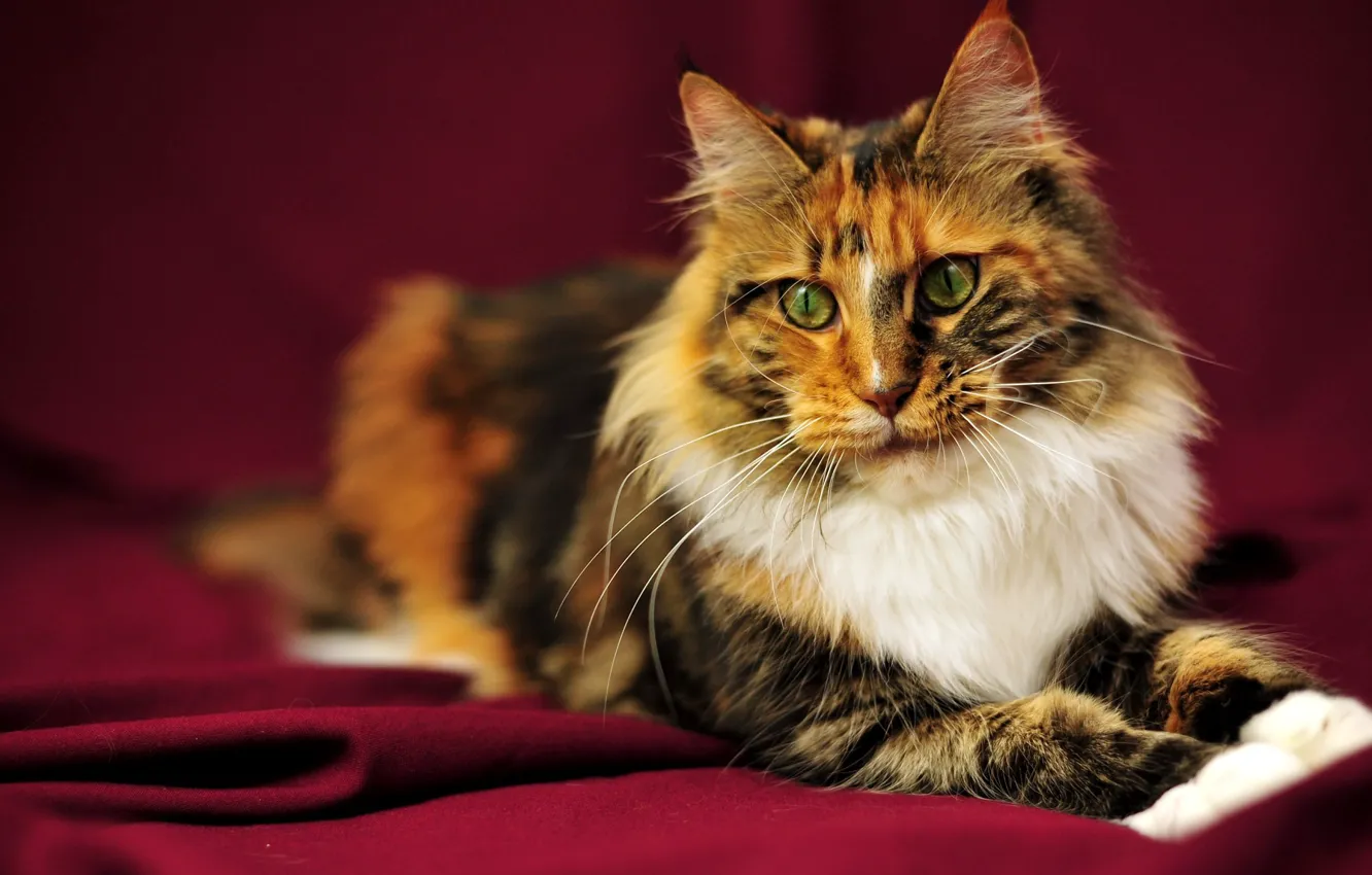 Photo wallpaper cat, photo, pussy