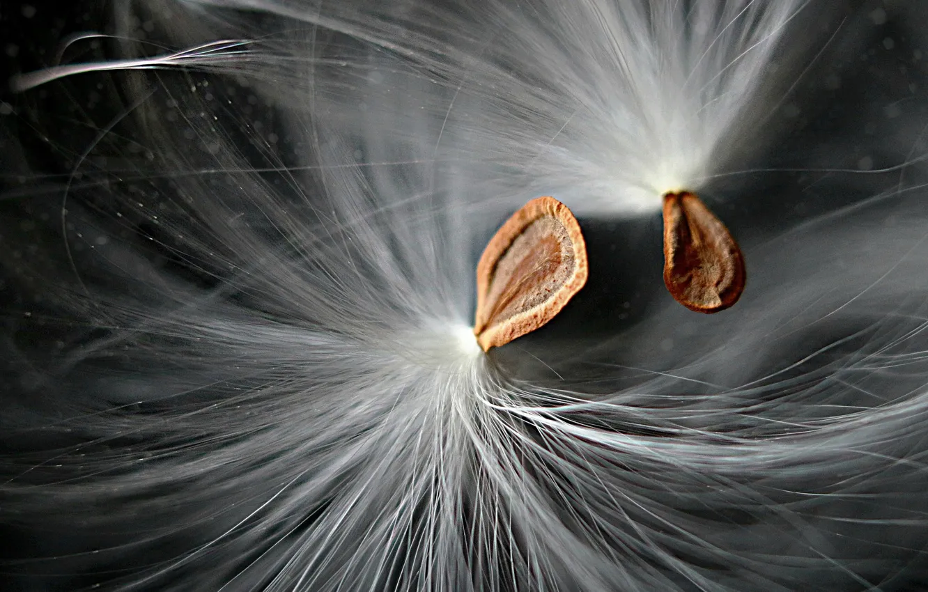 Photo wallpaper macro, dandelion, fluff, bokeh