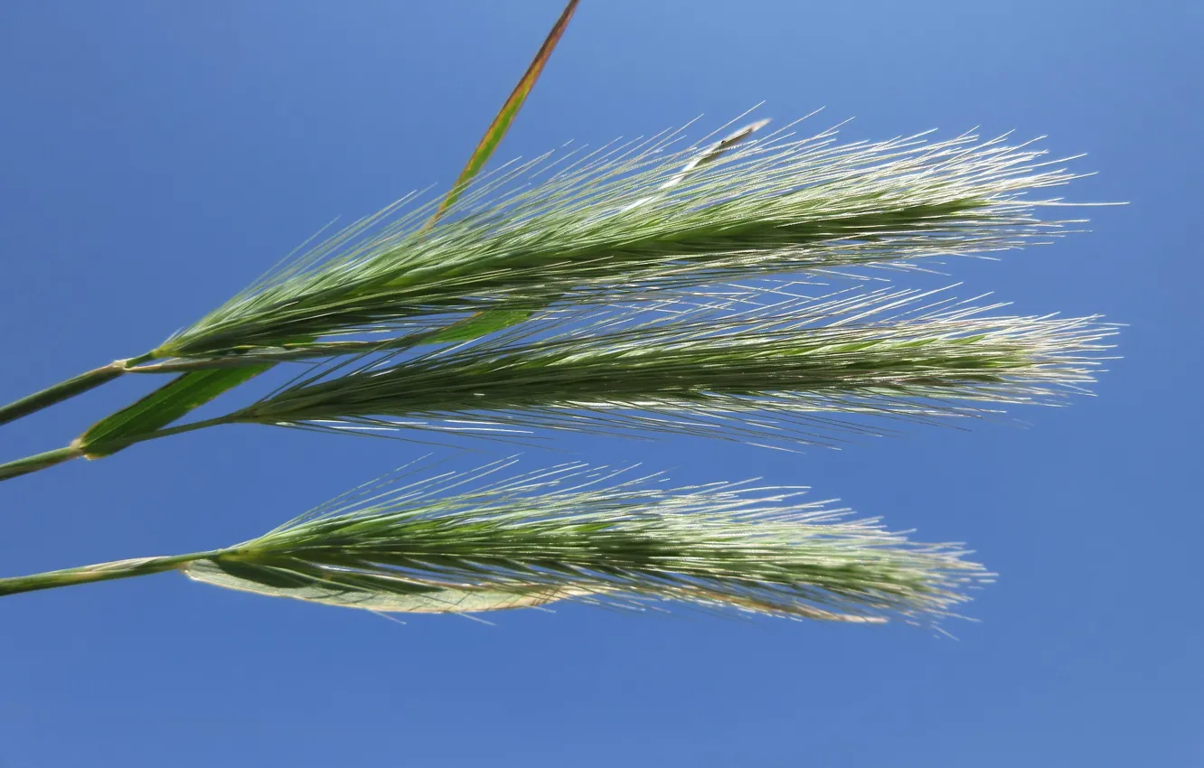 Photo wallpaper the sky, nature, spikelets