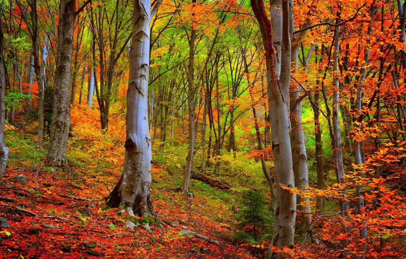 Photo wallpaper autumn, forest, trees, landscape, nature, plant, forest, falling leaves