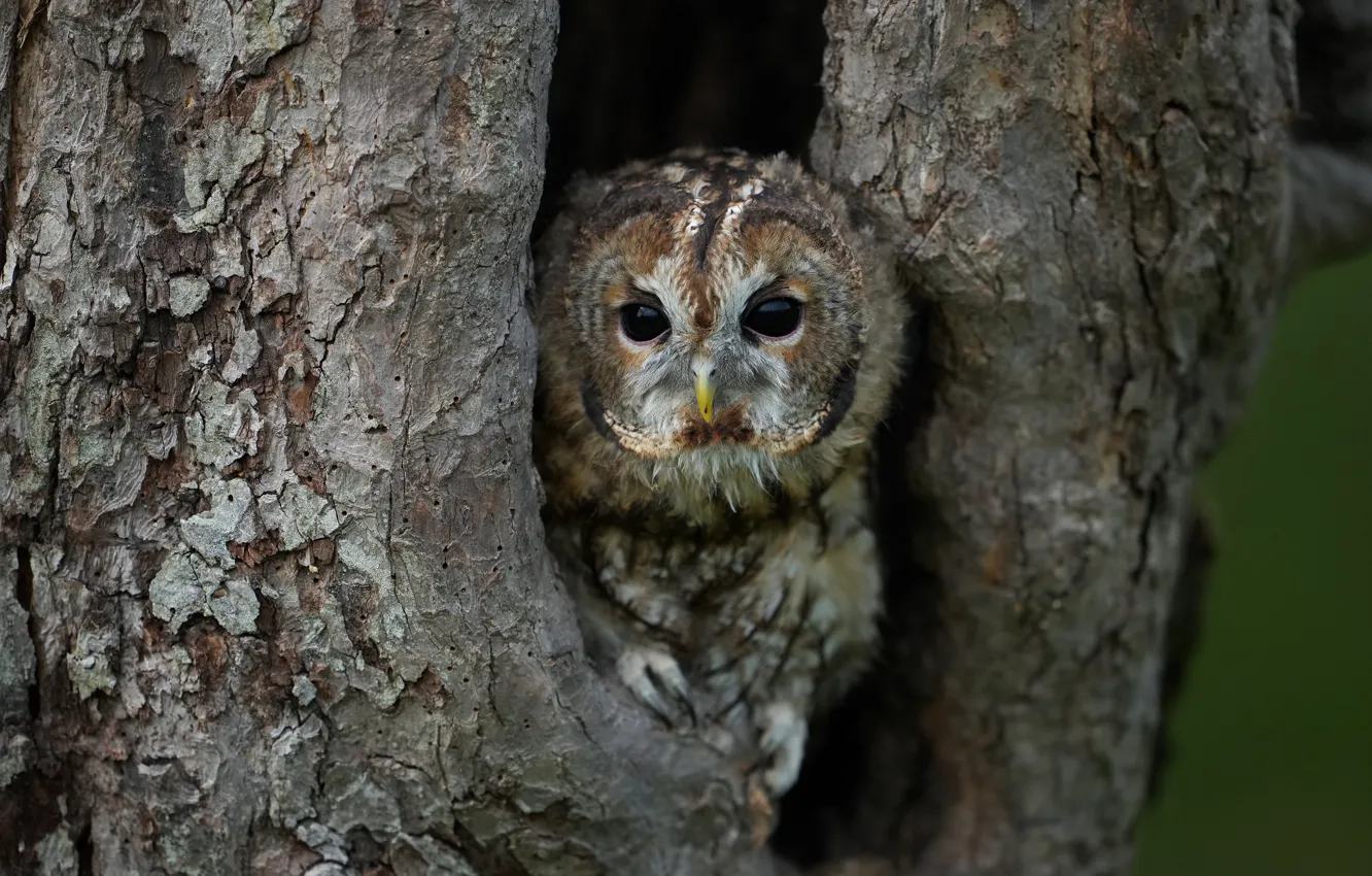 Photo wallpaper trees, owl, bird, the hollow, owl