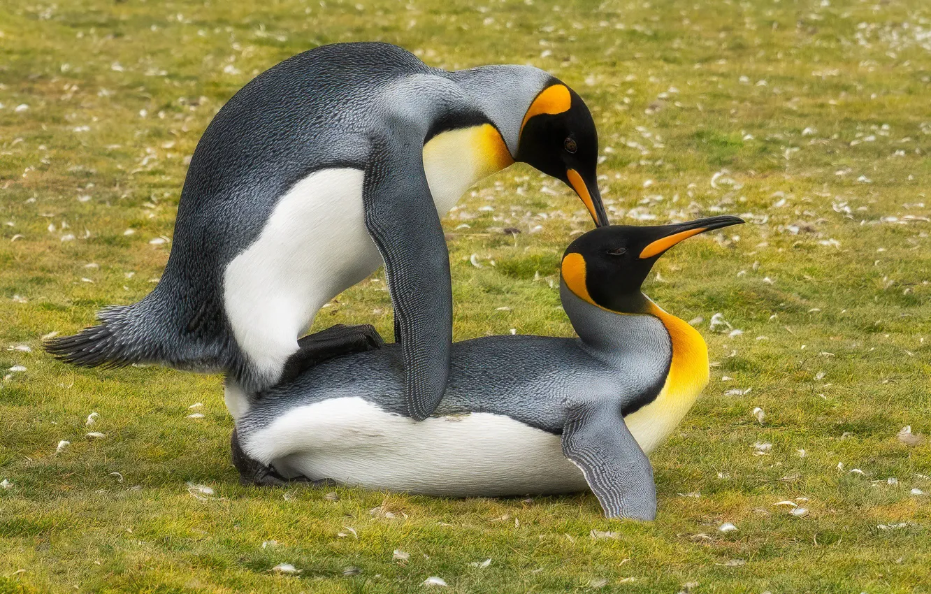 Photo wallpaper grass, love, pose, bird, glade, two, penguins, pair