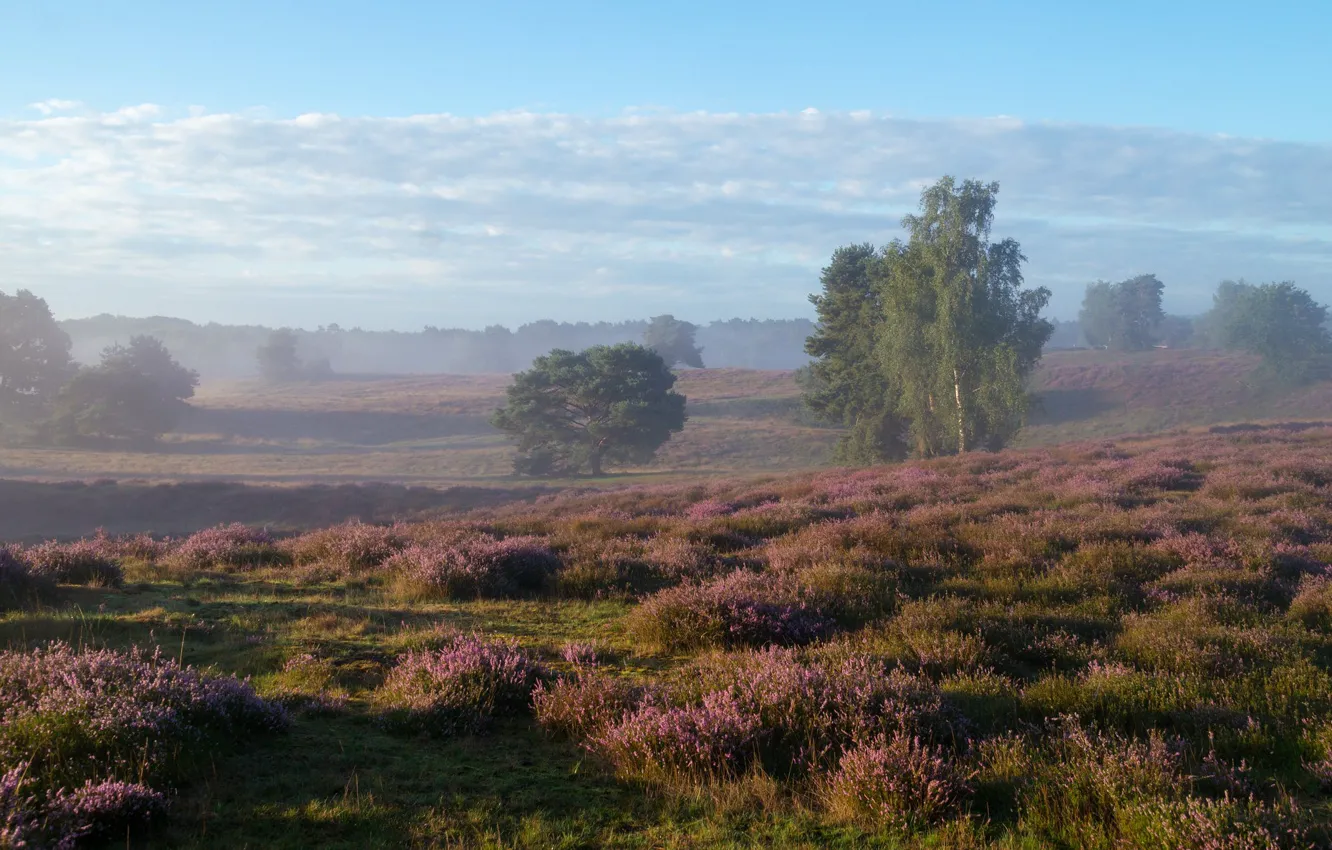 Photo wallpaper field, trees, nature, fog, morning, birch, shrub, Heather