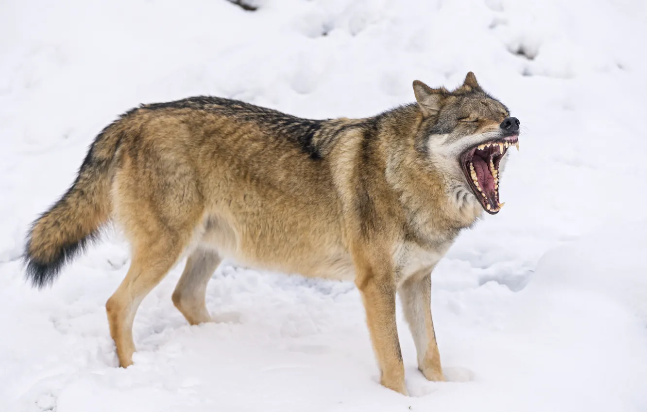 Photo wallpaper snow, wolf, mouth, fangs, yawns, ©Tambako The Jaguar