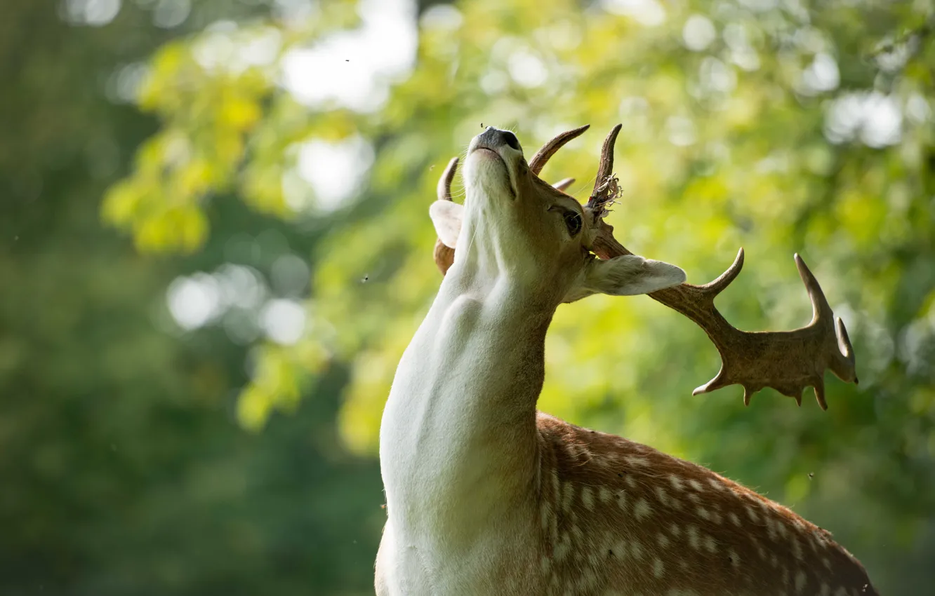 Photo wallpaper animal, head, deer, neck