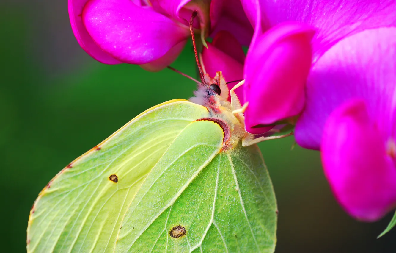 Photo wallpaper flower, nectar, butterfly, wings, green