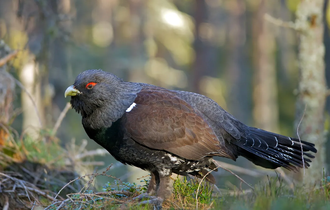 Photo wallpaper nature, bird, Capercaillie