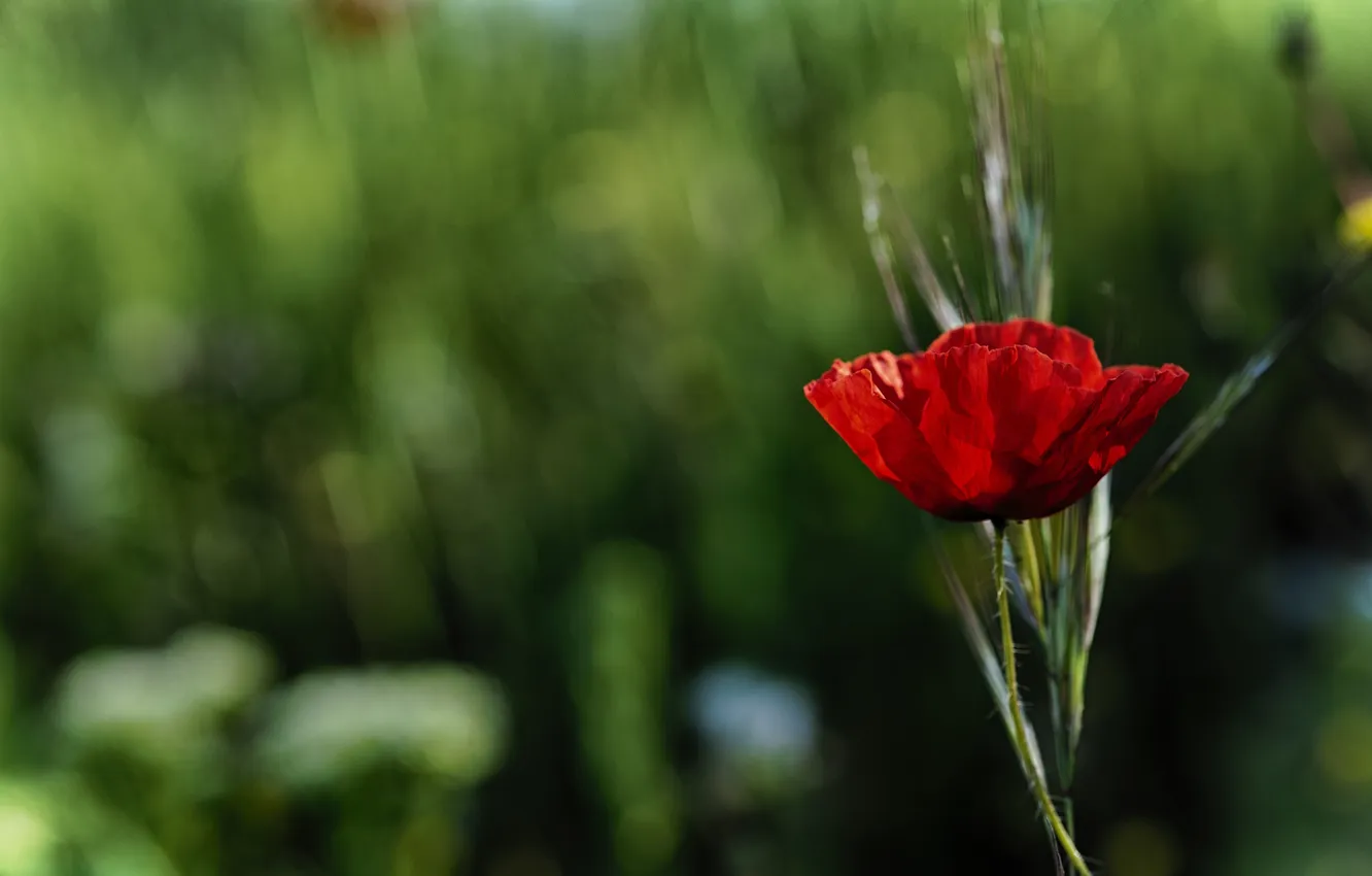 Photo wallpaper flowers, red, Mac, petals
