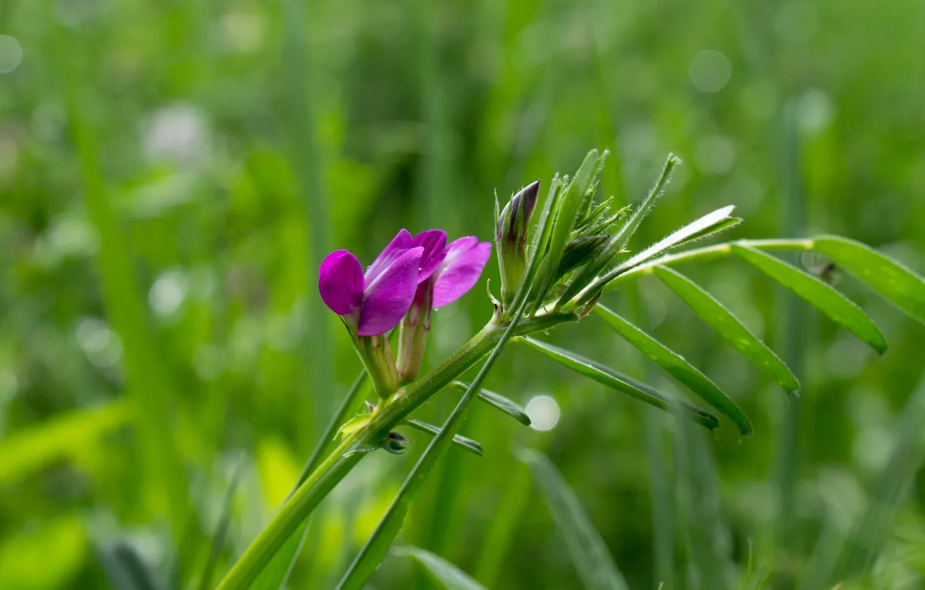 Photo wallpaper grass, leaves, flowers, nature, plant, petals, stem, meadow