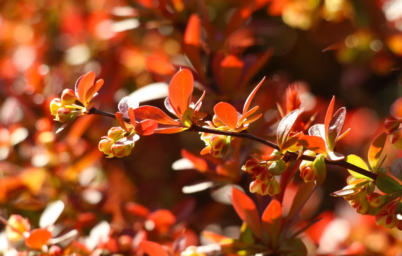 Photo wallpaper red, leafs, plant, twig, Barberry