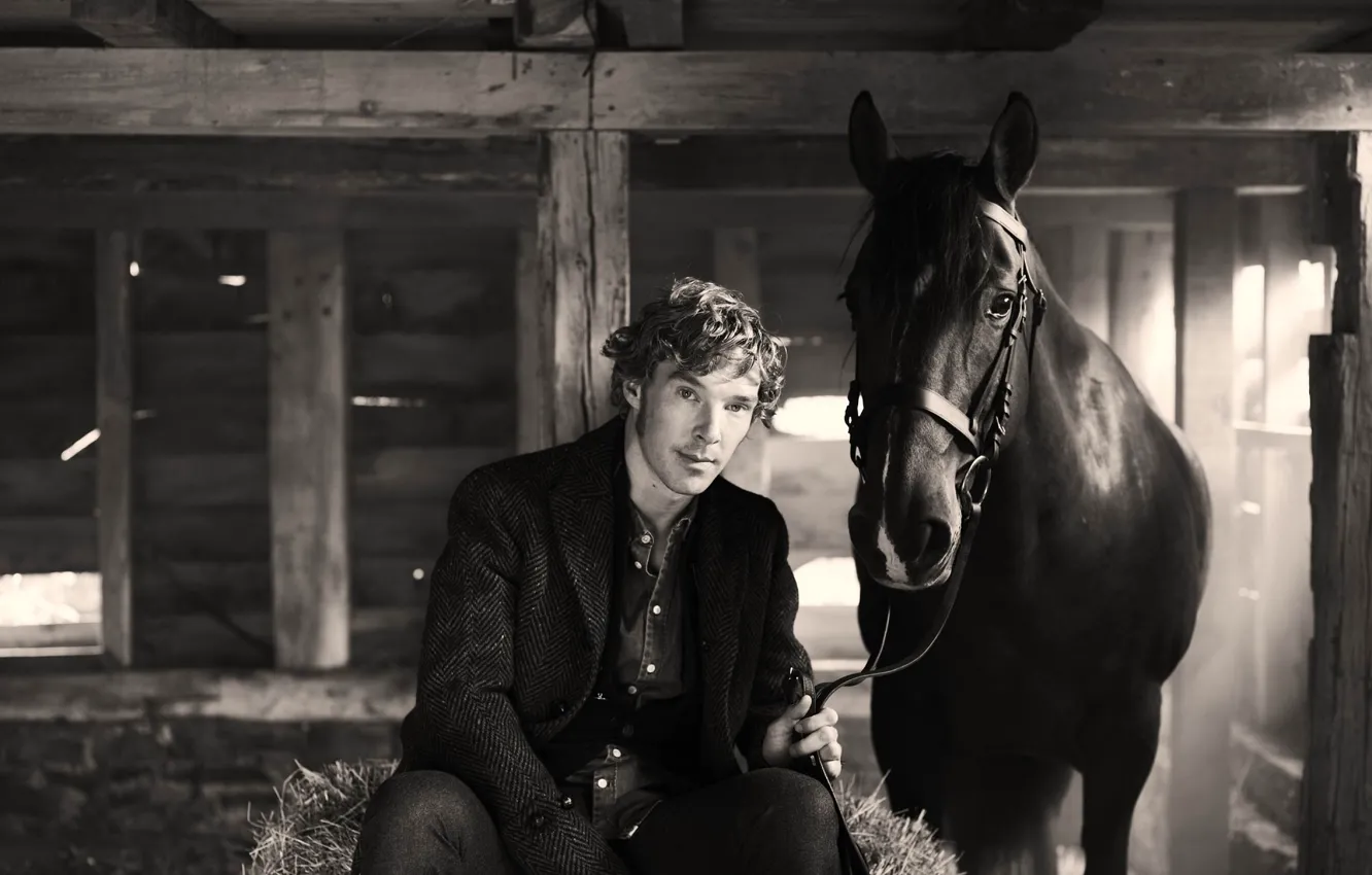 Photo wallpaper horse, Benedict Cumberbatch, Benedict Cumberbatch, British actor