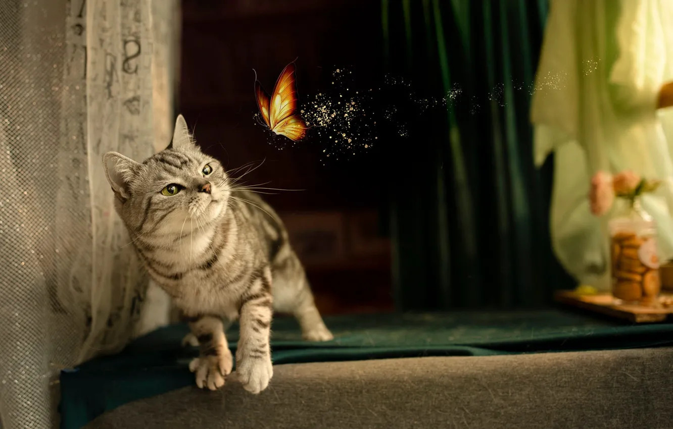 Photo wallpaper cat, cat, look, pose, butterfly, fabric, curtains, face