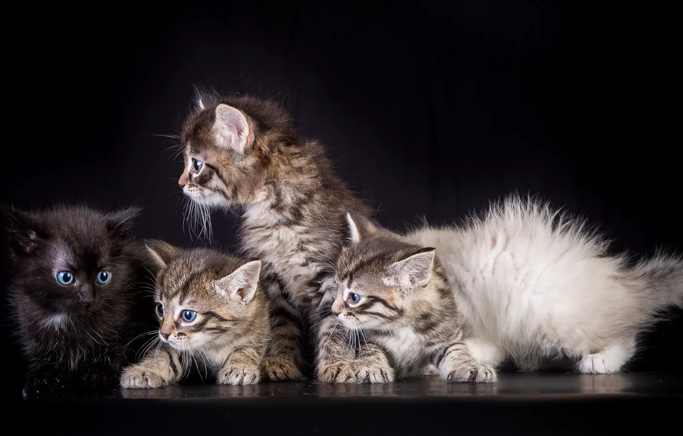 Photo wallpaper cat, background, home