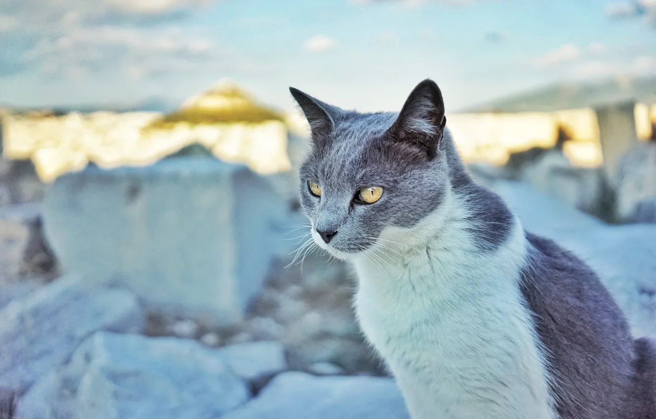 Photo wallpaper ice, winter, cat, the sky, cat, look, face, light