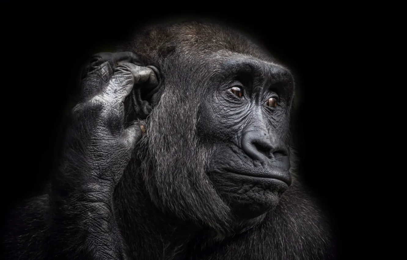 Photo wallpaper nature, background, monkey