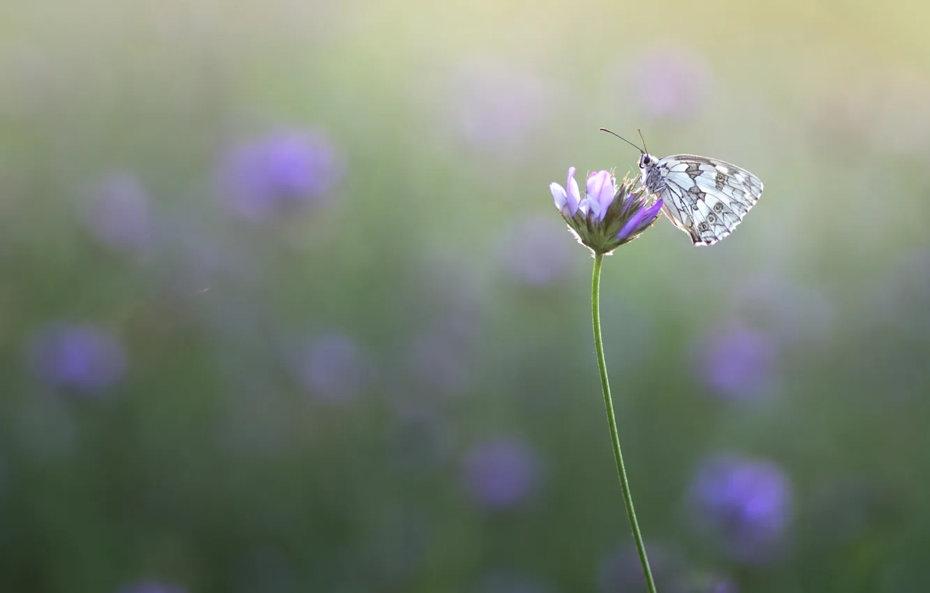 Photo wallpaper macro, background, butterfly, meadow, insect, flowers, Wallpaper from lolita777