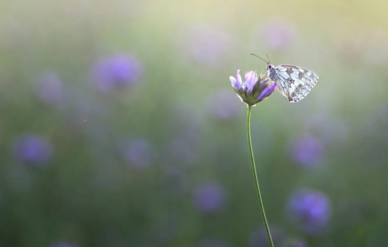 Photo wallpaper macro, background, butterfly, meadow, insect, flower, Wallpaper from lolita777