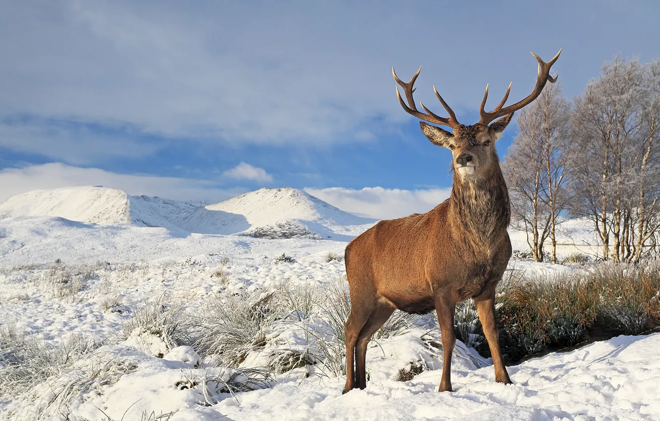 Photo wallpaper winter, grass, snow, trees, deer, horns, Sunny, handsome