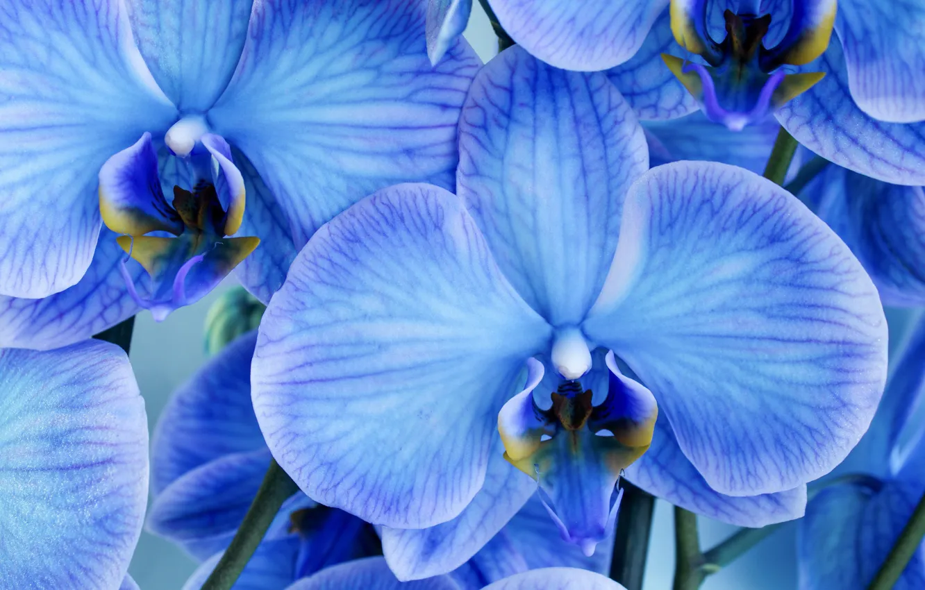Photo wallpaper macro, flowers, petals, blue, orchids