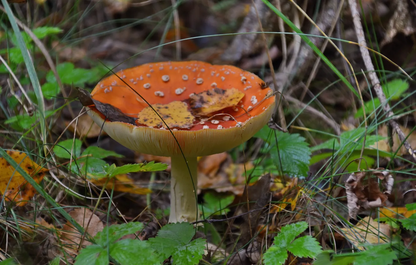 Photo wallpaper forest, nature, mushrooms, mushroom, poisonous