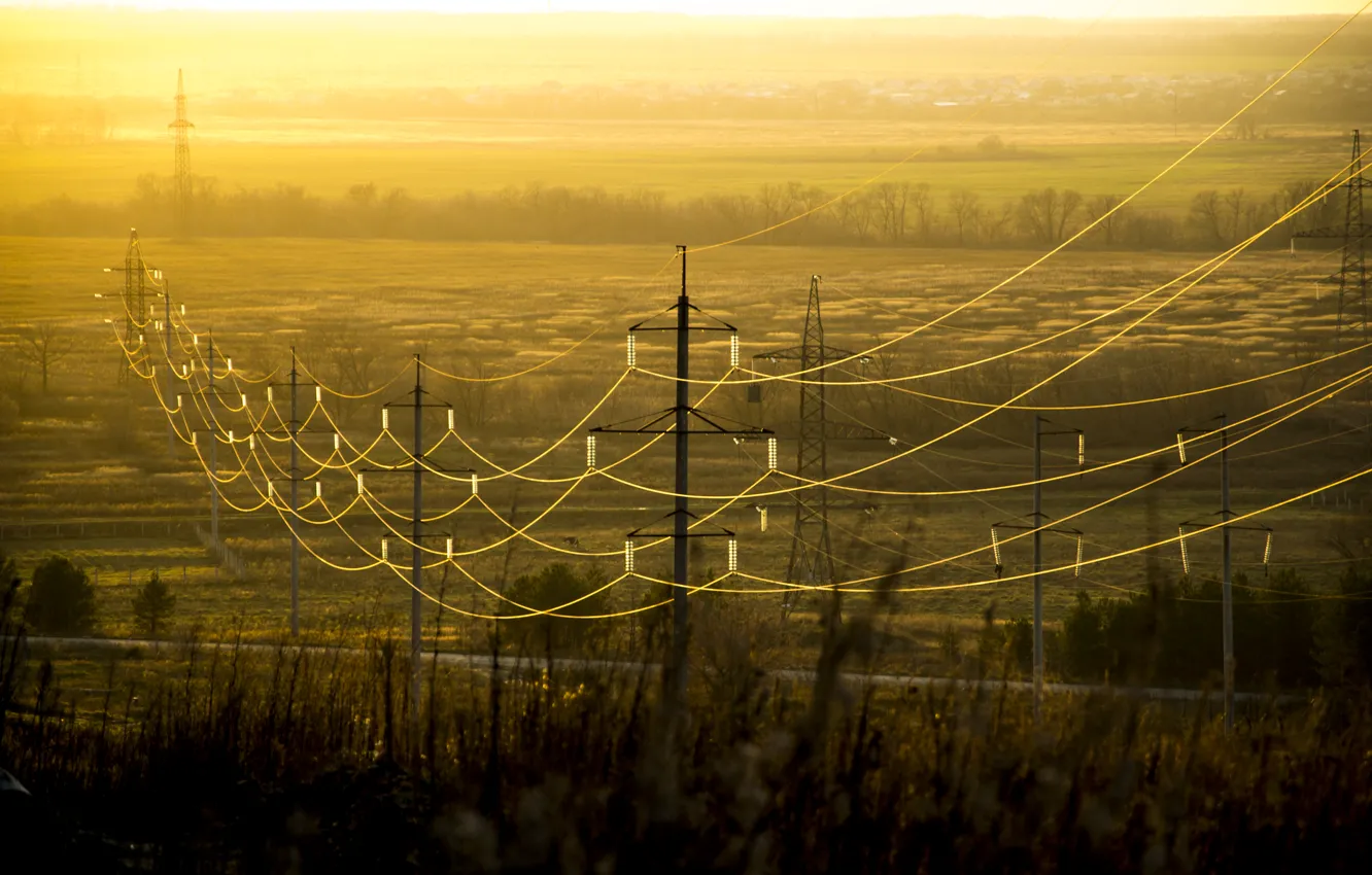 Photo wallpaper forest, sunset, wire