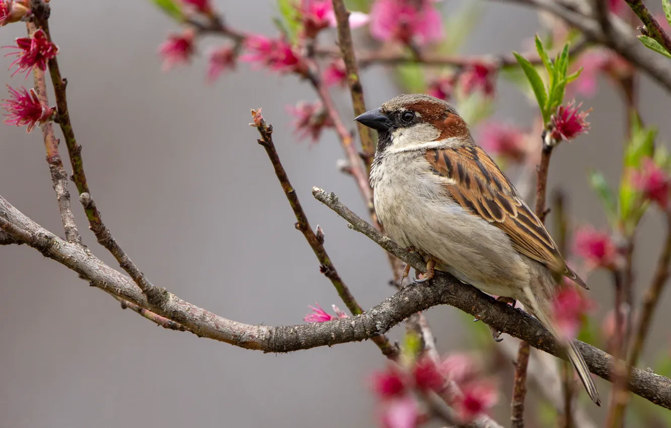 Photo wallpaper flowers, branches, red, bird, spring, Sparrow, pink, bird