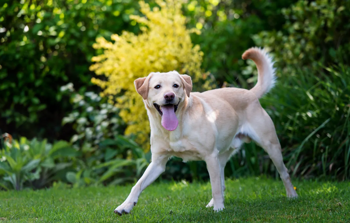 Photo wallpaper language, grass, dog, Labrador, dog