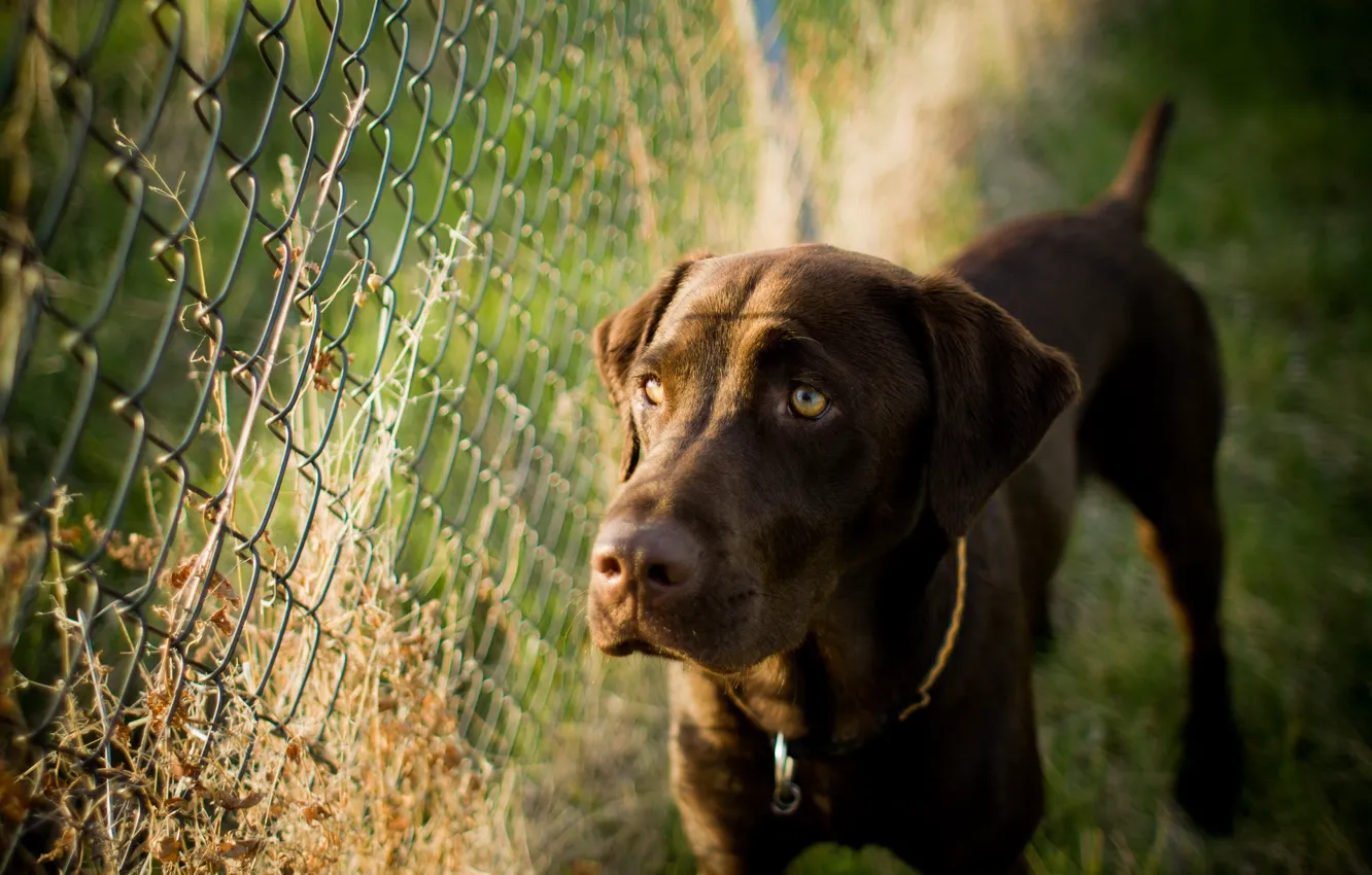 Photo wallpaper background, the fence, dog