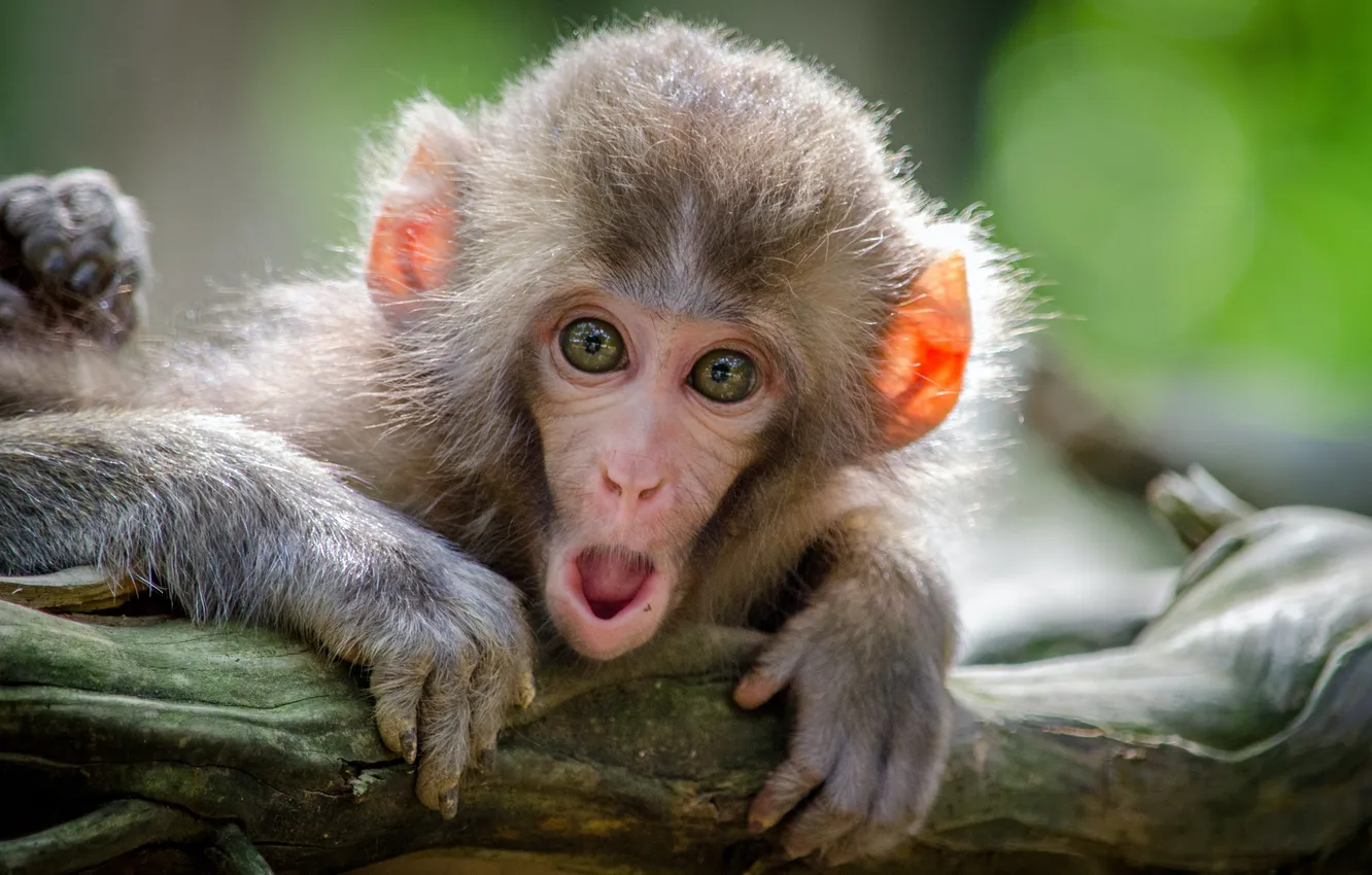 Photo wallpaper monkey, face, surprise