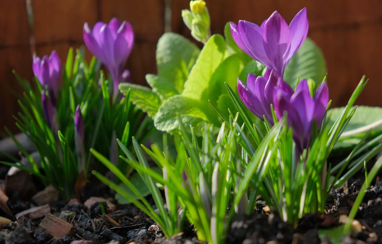 Photo wallpaper greens, leaves, light, flowers, glade, spring, garden, crocuses