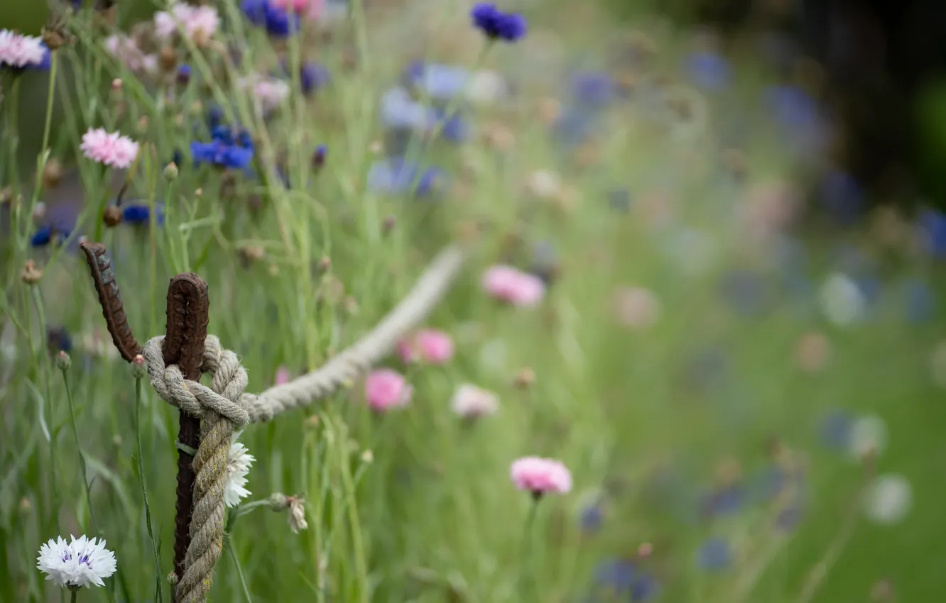 Photo wallpaper grass, flowers, rope