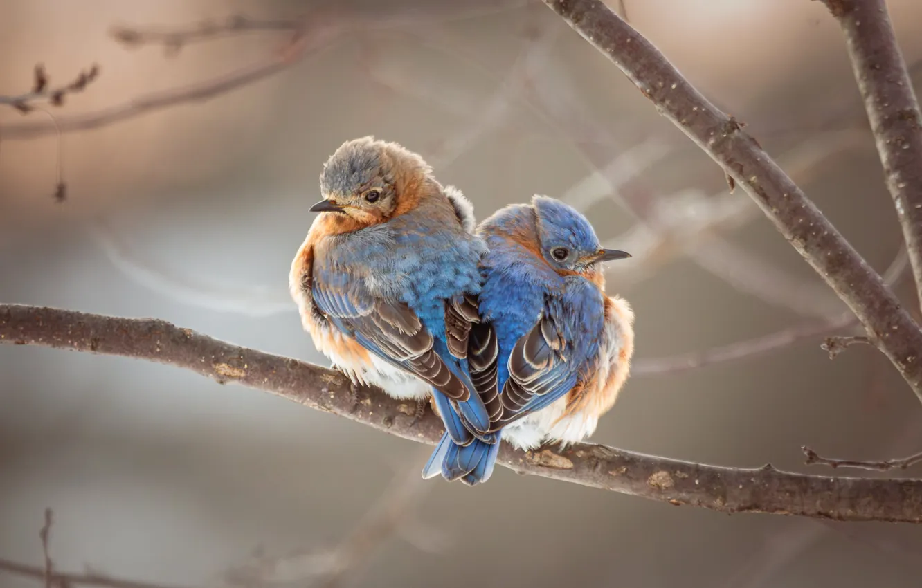 Photo wallpaper branches, bird, a couple, East sialia
