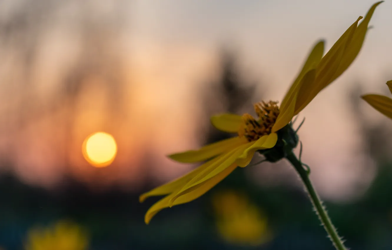 Photo wallpaper sunset, flowers, close-up