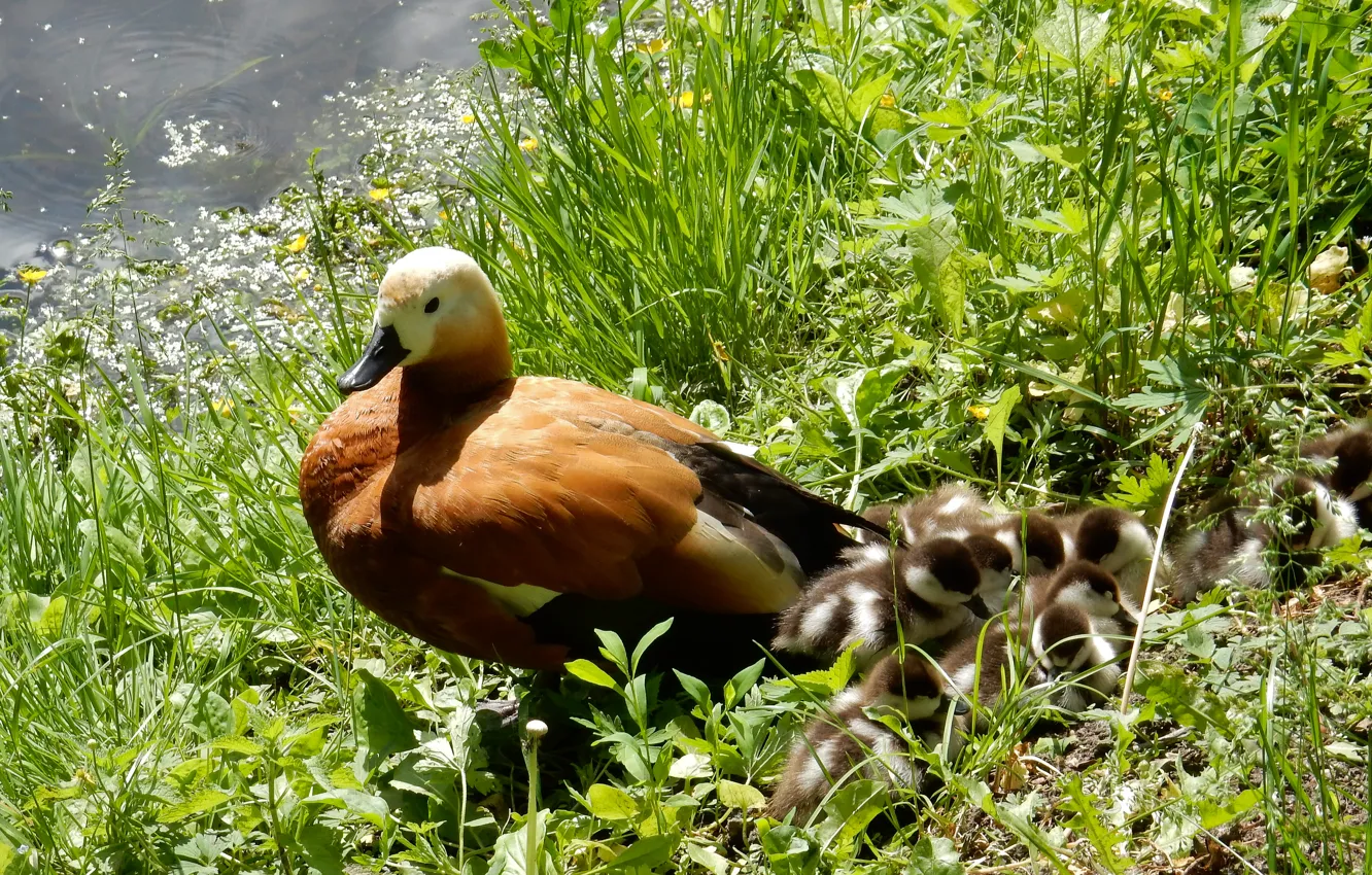 Photo wallpaper lake, pond, animal, widescreen, Wallpaper, duck, wallpaper, duck