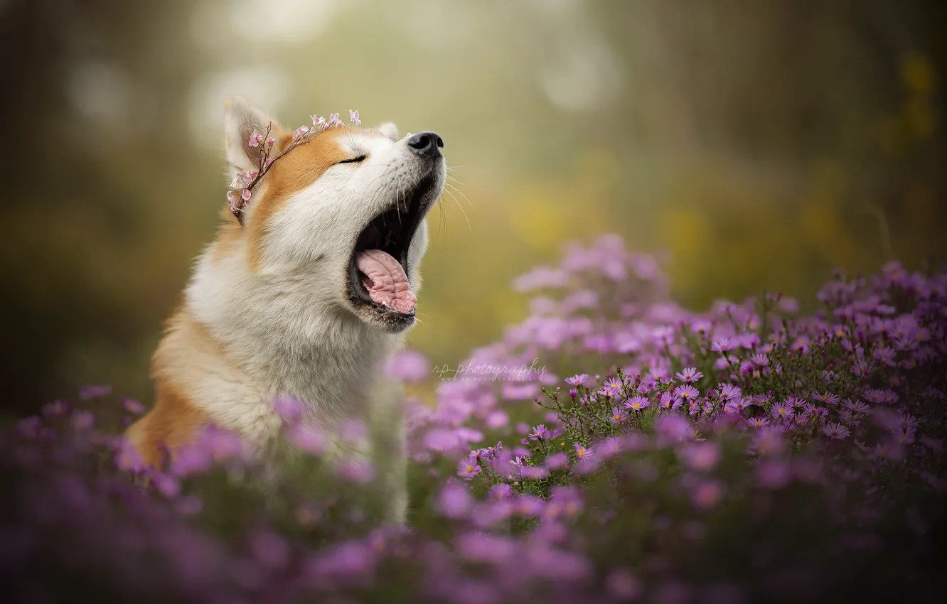 Photo wallpaper flowers, dog, mouth, wreath, yawns, chrysanthemum, bokeh, yawn