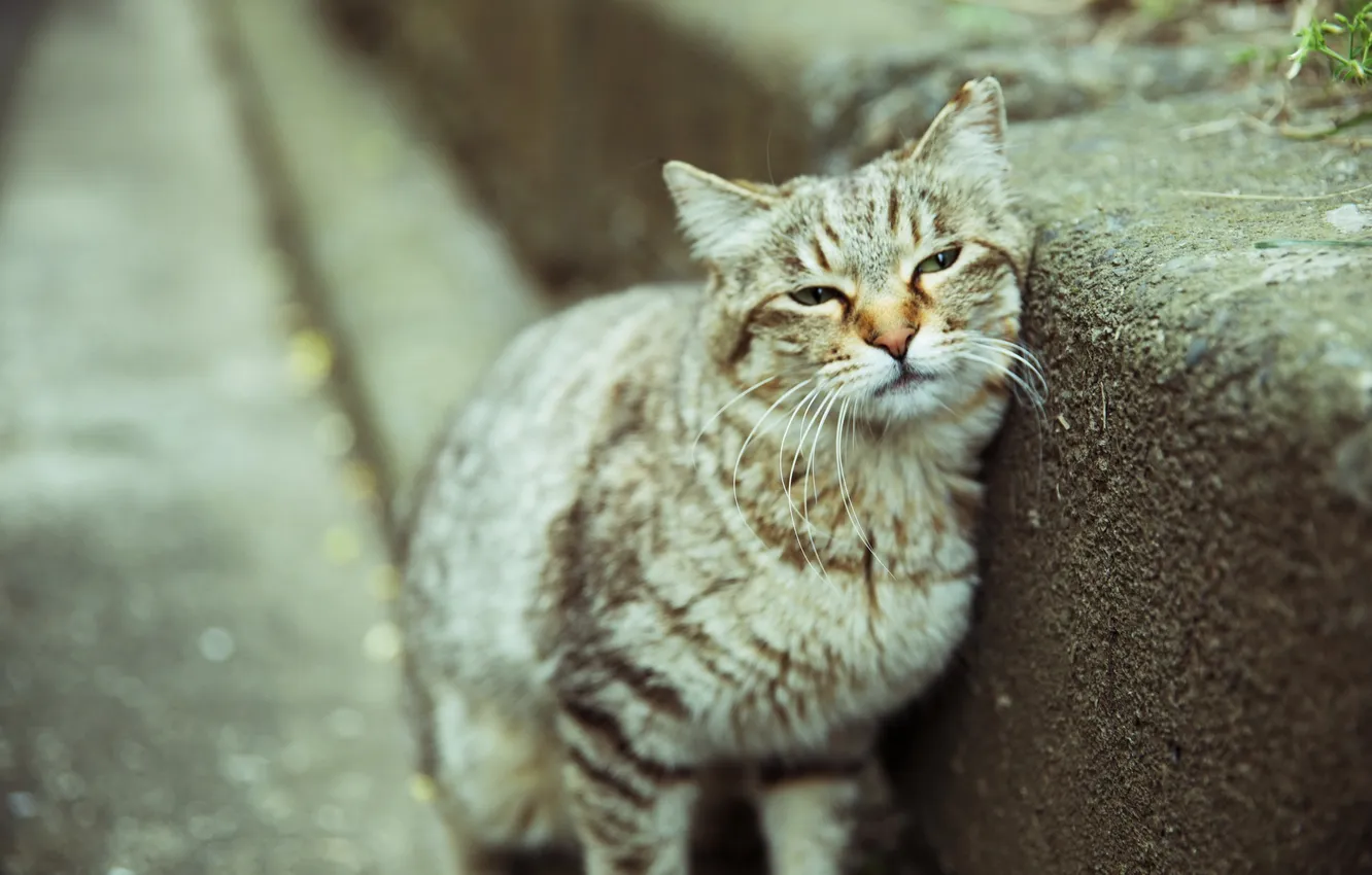 Photo wallpaper cat, look, background