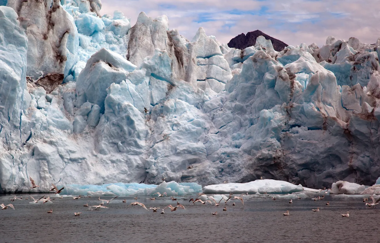 Photo wallpaper ice, sea, landscape, bird