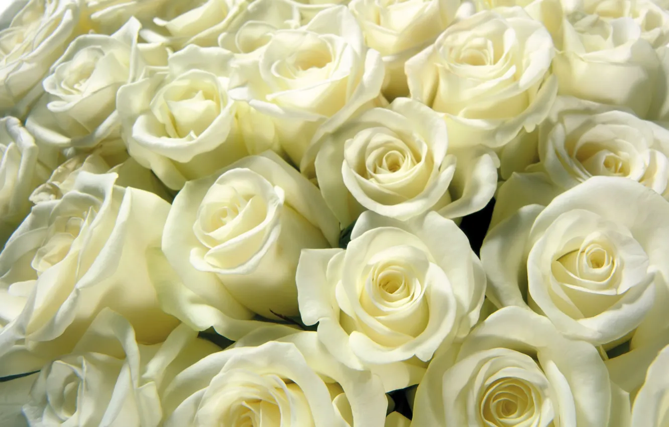 Photo wallpaper roses, bouquet, white, buds, bunch