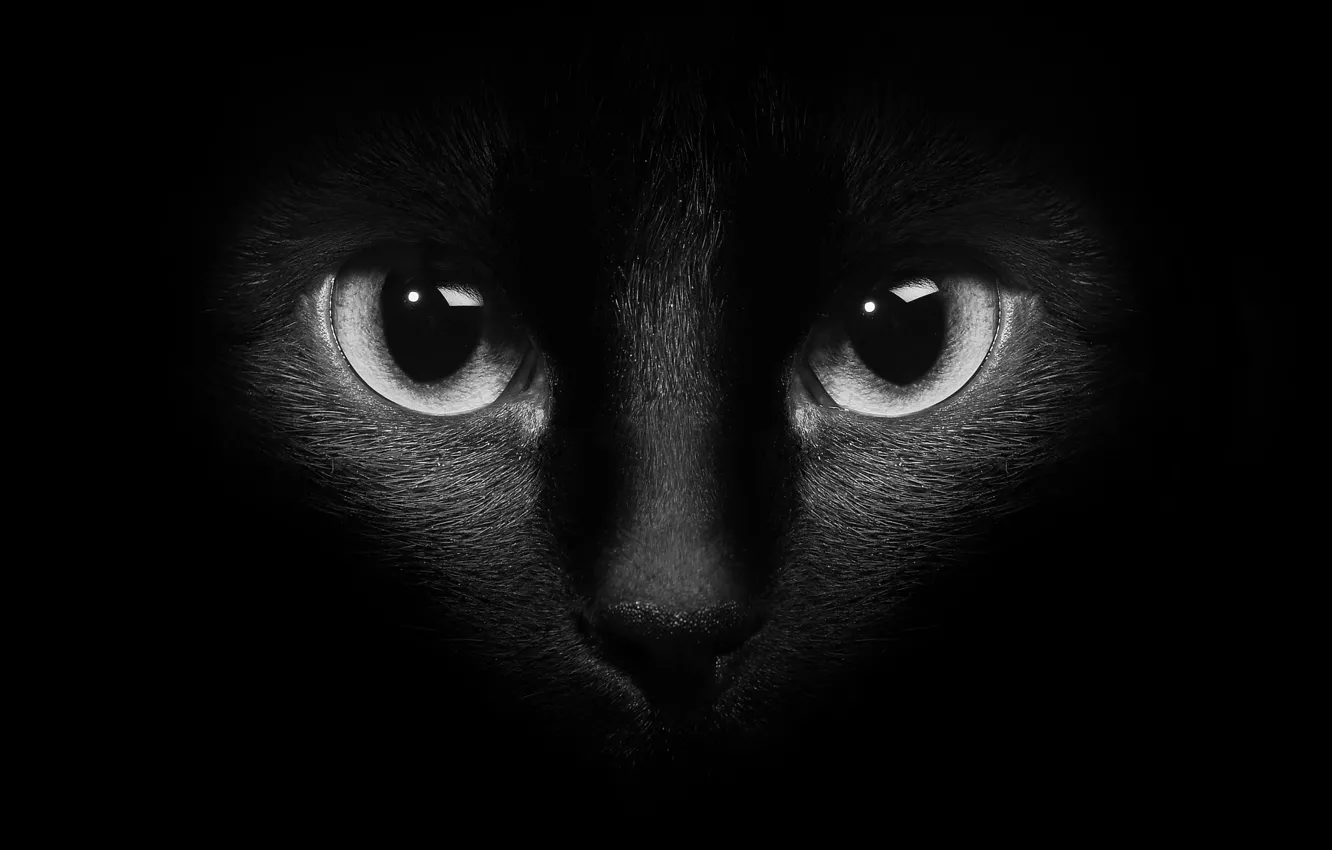 Photo wallpaper cat, eyes, cat, black background, black cat, black and white photo