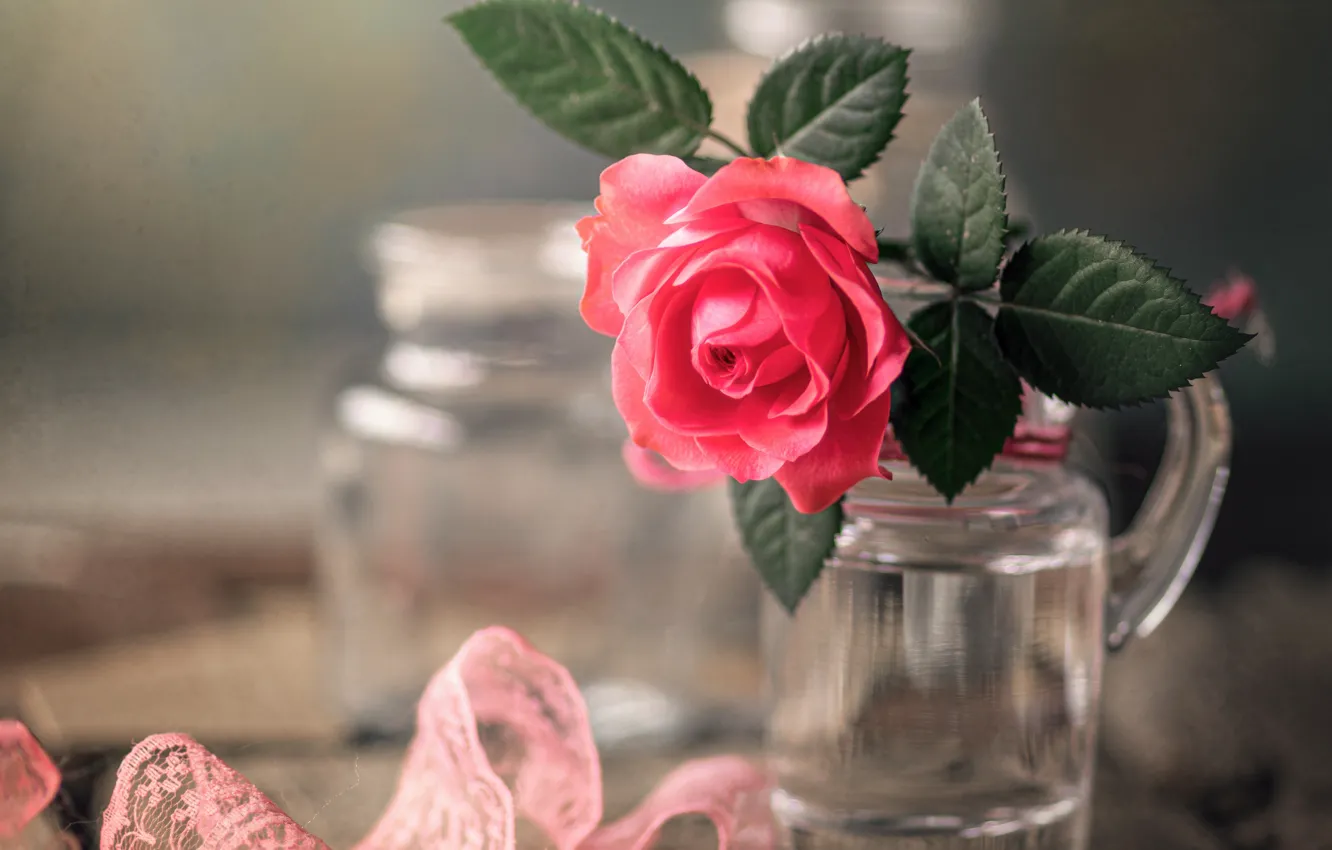 Photo wallpaper flower, macro, Board, rose, lace