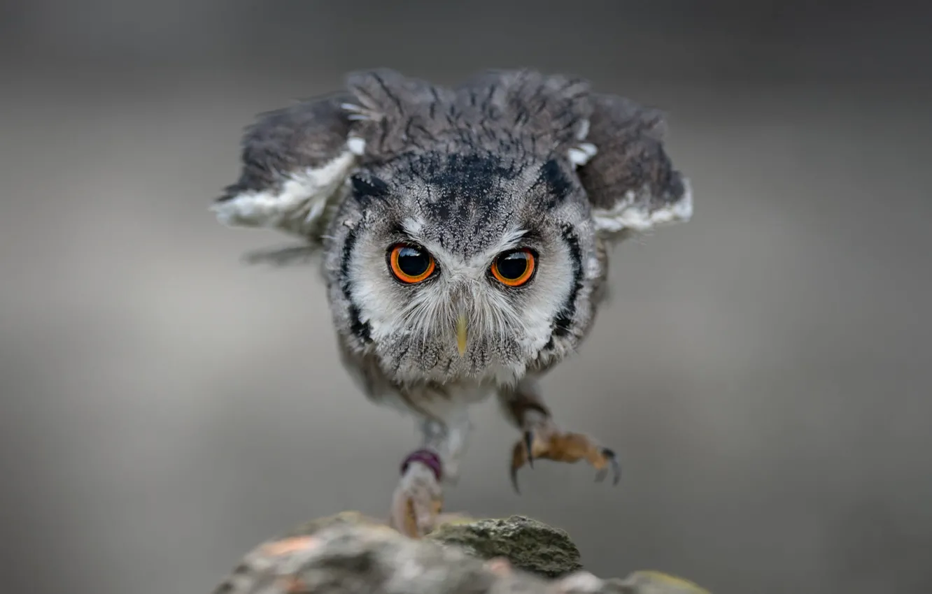 Photo wallpaper eyes, look, stones, grey, background, jump, owl, bird