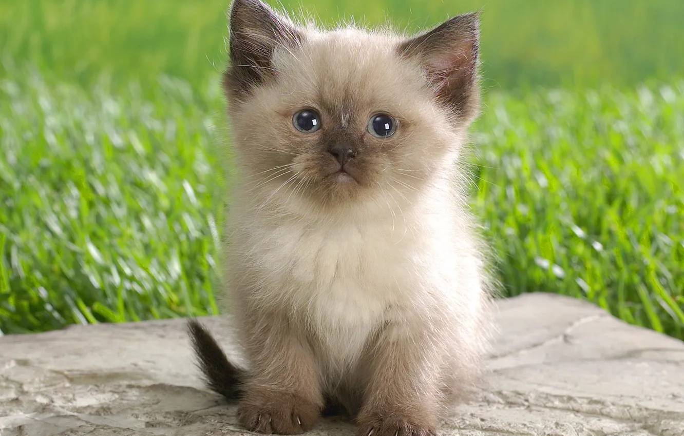 Photo wallpaper grass, fluffy, kitty, claws